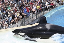 A Whale-Free SeaWorld is Heading for Abu Dhabi