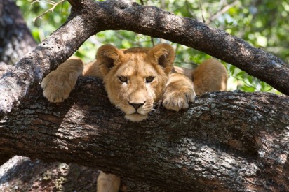 Dubai Safari To Open Before Dubai’s National Day Dubai Safari To Open Before Dubai’s National Day