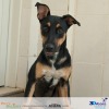 Adopt Sam from K9 Friends