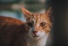 Kitty Snip in Dubai - cat adoption and TNR