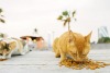 Dubai could soon have feeding stations for stray cats