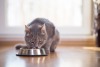 Shop cat food online in Dubai