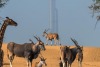 Dubai Safari Park in pictures