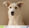 Adopt a Dog in Dubai - Scruffy at K9 Friends