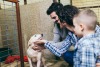 Animal Shelters and Rescue Groups in Dubai and the UAE