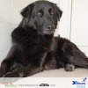 Adopt Shadow from K9 Friends