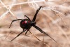 Redback Spiders