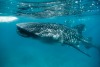 Whale sharks in Dubai - a complete guide