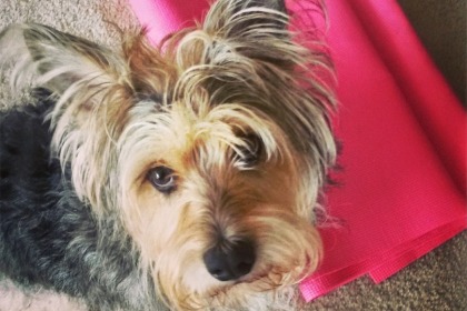 My Experience Importing A Pet Into Kuwait Expatwoman Com