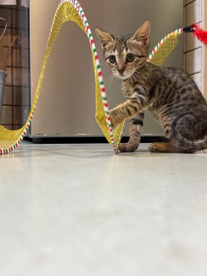 A rescued cat for adoption