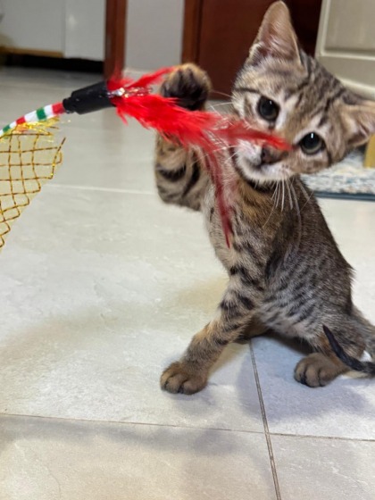 A rescued cat for adoption