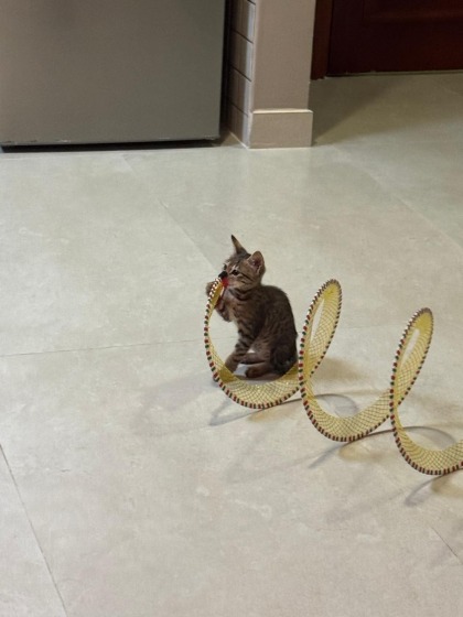 A rescued cat for adoption