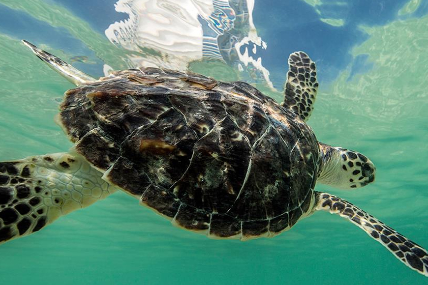 Sea Turtle Rehabilitation Project at the Burj Al Arab, Dubai ...