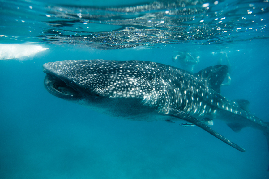 Whale sharks in Dubai - a complete guide